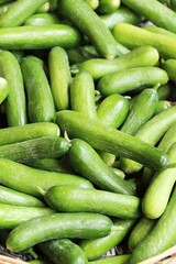 Fresh cucumbers in the market