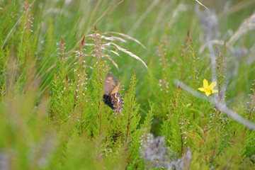 Fototapeta premium Peak of Pico da Vara (azores)