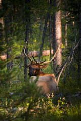 Elk lying in Grand Teton national park forest