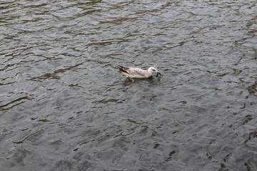 Waterfowl on the water