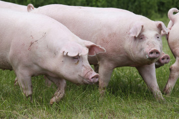 Group of young sow grazing on pasture
