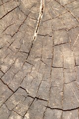 Old wooden beauty wall background and texture