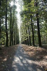 Viale boschivo