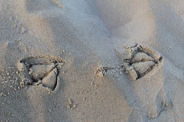 empreinte oiseau mouette sable plage ocean mer