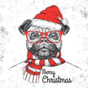 Christmas Hipster fashion animal pug-dog dressed  a New Year hat and scarf