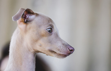 Portrait of little italian greyhound dog