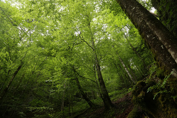 Fototapeta na wymiar green forest.