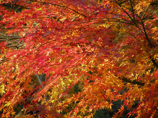 紅葉