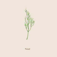 Handpainted watercolor poster with fennel - obrazy, fototapety, plakaty