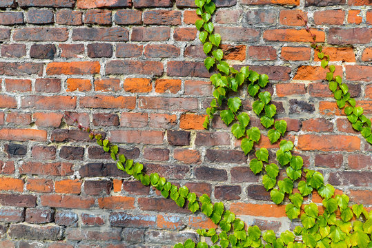 Red and gray brick wall with climbing ivy