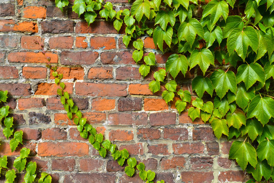 Red and gray brick wall with climbing ivy and vine leafs