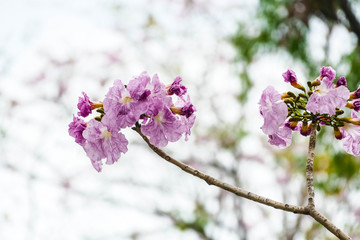 Pink trumpet tree with beautiful full of early April in Thailand.