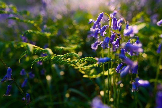 beautiful bluebells in spring forest, natural background with bokeh