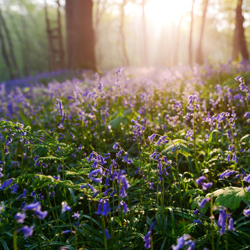 beutiful sunrise in bluebells forest in springtime, Halle forest near Brussels, Belgium