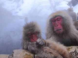 Snow monkeys in hot spring. In Jigokudani park, Nagano, Japan. 地獄谷野猿公苑のニホンザル