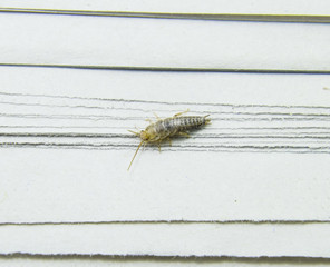 Insect feeding on paper - silverfish
