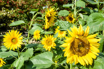 Naklejka premium Sunflowers in a field with bees gathering pollen from the florets of the flower in the foreground.