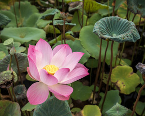 lotus flower pink nature blossom water background beautiful