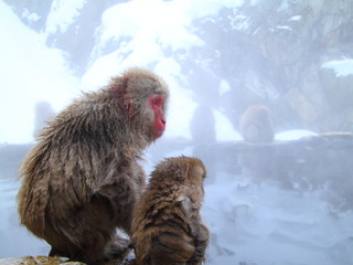 Snow monkeys in hot spring. In Jigokudani park, Nagano, Japan. 地獄谷野猿公苑のニホンザル