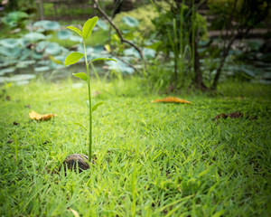 seed germination plant seeds green sprout agriculture growth