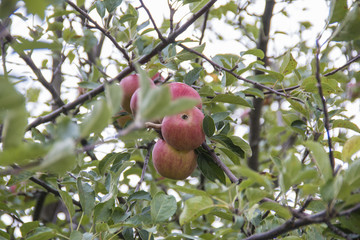 Äpfel hängen auf Apfelbaum