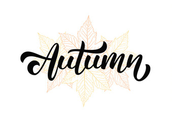 Vector illustration: Handwritten lettering composition of Autumn on hand drawn fall leaves background.
