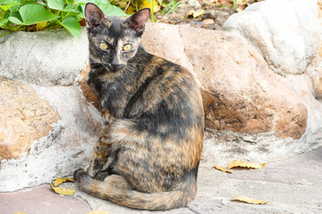 A homeless cat lives in a temple in Thailand.