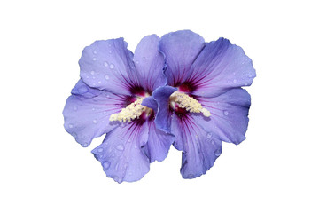 Detail of Hibiscus syriacus 'Oiseau Bleu' flowers with rain drops, isolated on white background