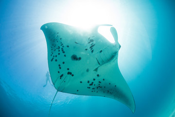 Mantaray in maldivian water