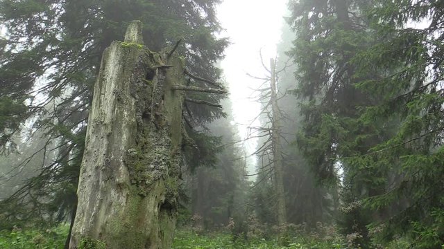 Dead trees are caused by acid rains, sulfur oxides, nitrogen and ozone, emissions