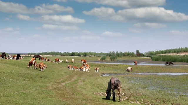 cows and horses on pasture near river