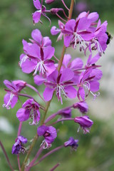 Obraz premium épilobe