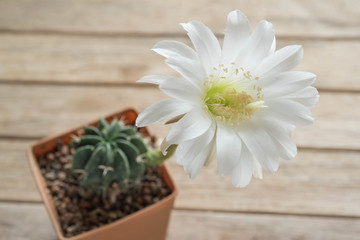 Obraz na płótnie Canvas Beautiful blooming desert cactus flower