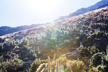Obraz premium Flowers in Cordillera