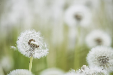 White fluffy dandelions summer background