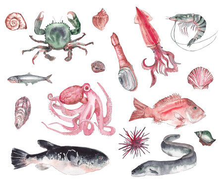 A set of different seafood made in watercolor. Fish, shellfish, crustaceans on a white background.