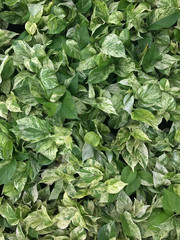 Pattern background from golden pothos. Backdrop texture of Marble Queen or common name Golden Queen plant.