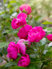Obraz premium Pink roses flower in the garden .
