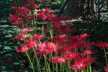 彼岸花