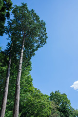 新緑と青空