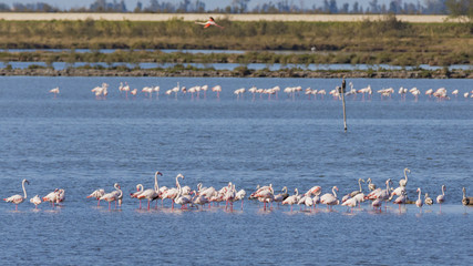 Flamingos im Po Delta Italien