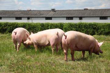 Group photo of young piglets enjoying sunshine on green grass near the farm