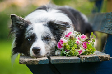 Border Collie mit Rosenstrauß