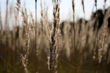 Fototapeta premium Agricultural background in the rays of the evening sun at sunset during a beautiful evening on the field.
