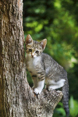木登り子猫（キジシロ）