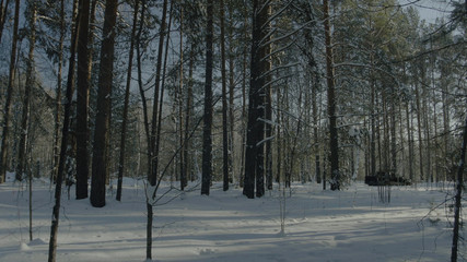 Bright sunny pine forest in the snow. Beautiful winter landscape in the forest