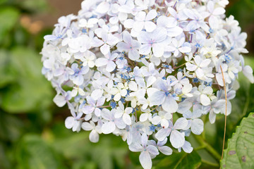 Hydrangea or hortensia flowers green bush close up. Beautiful floral background.
