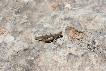 Tarnung: Blauflügelige Sandschrecke (Heuschrecke)