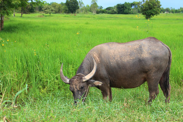  Buffalo  eating grass beside the brook,Buffalo,Buffalo,eating grass,farmer,agriculture,rice,Green Background