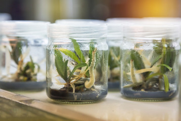 Close up orchid plants tissue culture botanic nursery growing in bottle on shelf at laboratory  